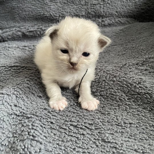 chaton Ragdoll blue mink mitted Noir Les Ragdolls de la Croisette