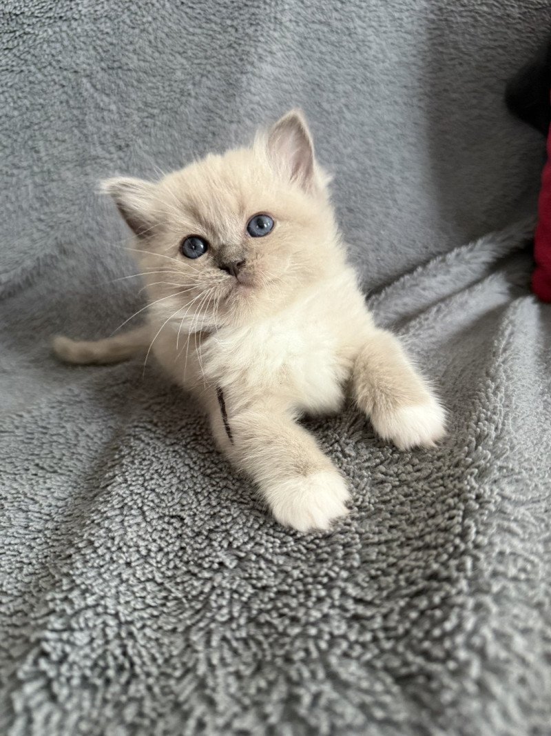 A'Mia De La Croisette Femelle Ragdoll
