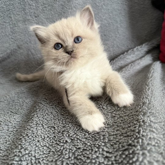 Noir De La Croisette Femelle Ragdoll