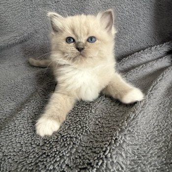 chaton Ragdoll blue mink mitted Noir Les Ragdolls de la Croisette chaton Ragdoll blue mink mitted Noir Les Ragdolls de la Croisette