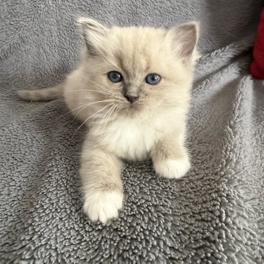 chaton Ragdoll blue mink mitted Noir Les Ragdolls de la Croisette