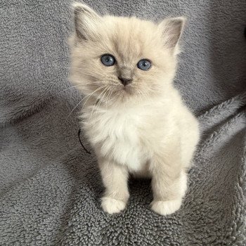 chaton Ragdoll blue mink mitted Noir Les Ragdolls de la Croisette chaton Ragdoll blue mink mitted Noir Les Ragdolls de la Croisette