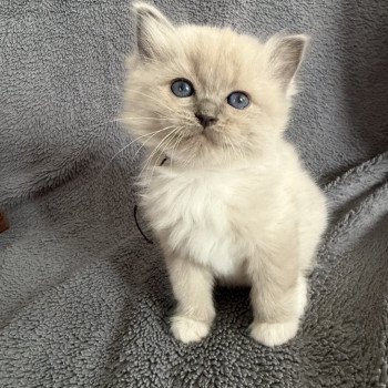 chaton Ragdoll blue mink mitted Noir Les Ragdolls de la Croisette chaton Ragdoll blue mink mitted Noir Les Ragdolls de la Croisette