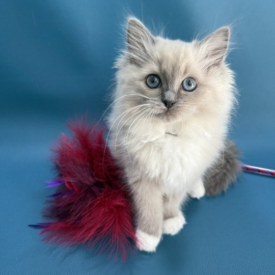 chaton Ragdoll blue mink mitted A'Mia Les Ragdolls de la Croisette