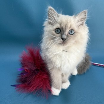 chaton Ragdoll blue mink mitted A'Mia Les Ragdolls de la Croisette chaton Ragdoll blue mink mitted A'Mia Les Ragdolls de la Croisette