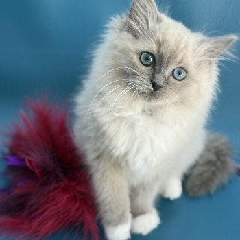 chaton Ragdoll blue mink mitted A'Mia Les Ragdolls de la Croisette chaton Ragdoll blue mink mitted A'Mia Les Ragdolls de la Croisette
