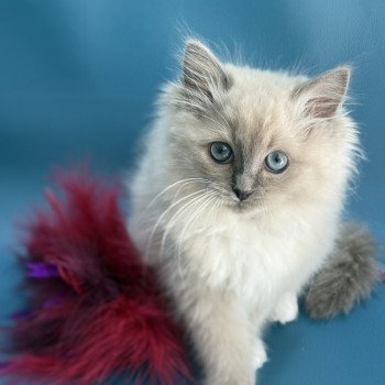 chaton Ragdoll blue mink mitted A'Mia Les Ragdolls de la Croisette chaton Ragdoll blue mink mitted A'Mia Les Ragdolls de la Croisette