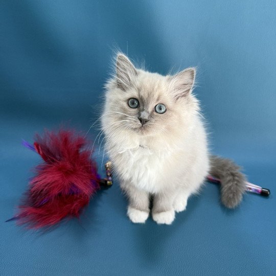 chaton Ragdoll blue mink mitted A'Mia Les Ragdolls de la Croisette