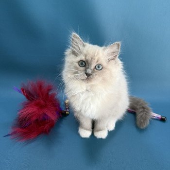 chaton Ragdoll blue mink mitted A'Mia Les Ragdolls de la Croisette chaton Ragdoll blue mink mitted A'Mia Les Ragdolls de la Croisette