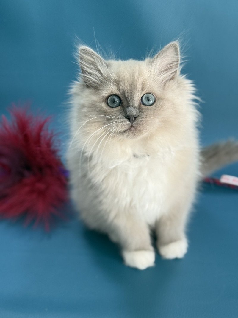 A'Mia De La Croisette Femelle Ragdoll