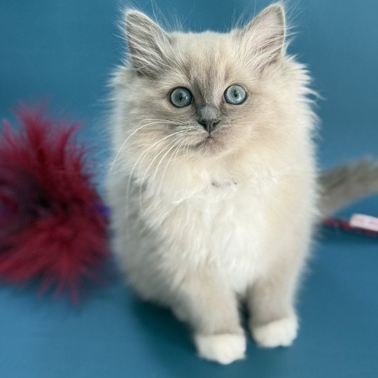 A'Mia De La Croisette Femelle Ragdoll