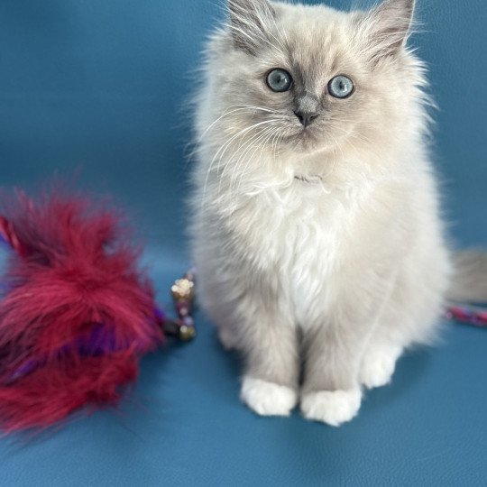 chaton Ragdoll blue mink mitted A'Mia Les Ragdolls de la Croisette