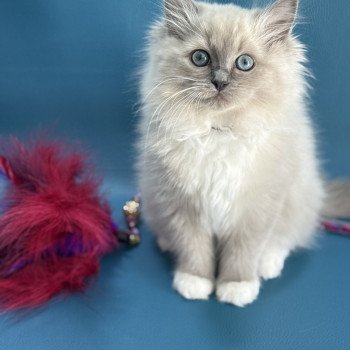 chaton Ragdoll blue mink mitted A'Mia Les Ragdolls de la Croisette chaton Ragdoll blue mink mitted A'Mia Les Ragdolls de la Croisette