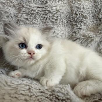 chaton Ragdoll blue point & blanc noir Les Ragdolls de la Croisette