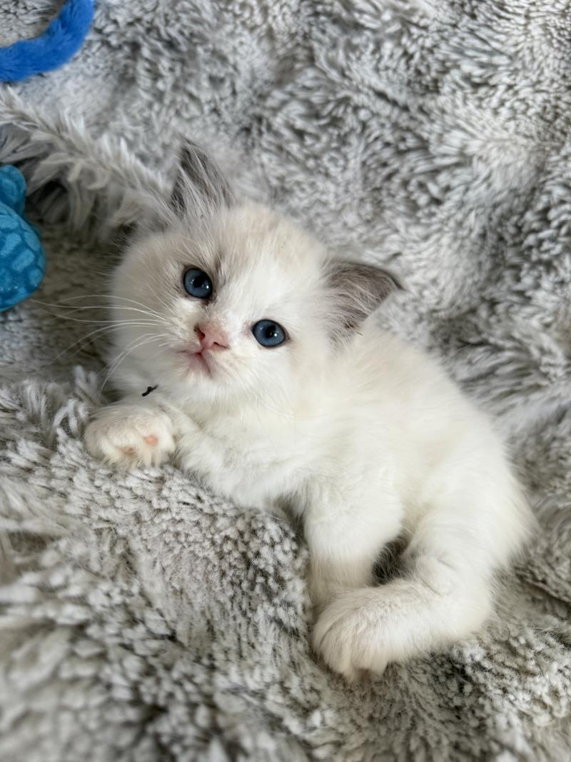 noir De La Croisette Mâle Ragdoll