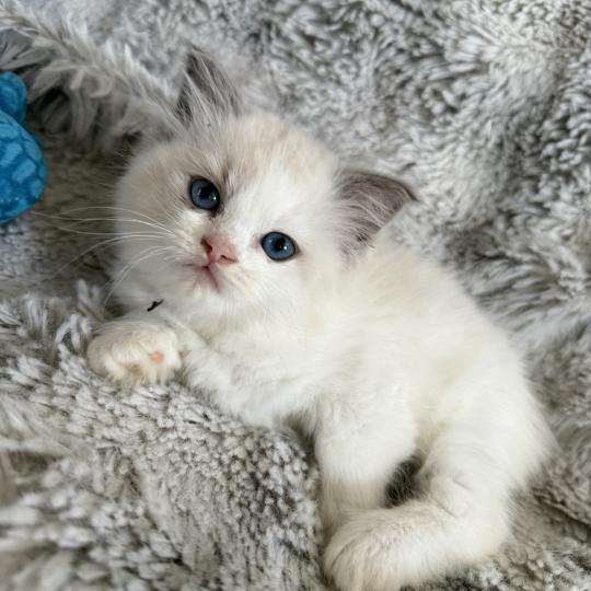 chaton Ragdoll blue point & blanc noir Les Ragdolls de la Croisette