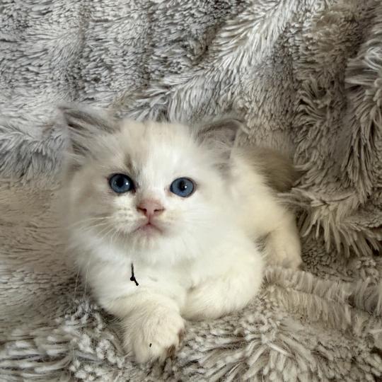 chaton Ragdoll blue point & blanc noir Les Ragdolls de la Croisette