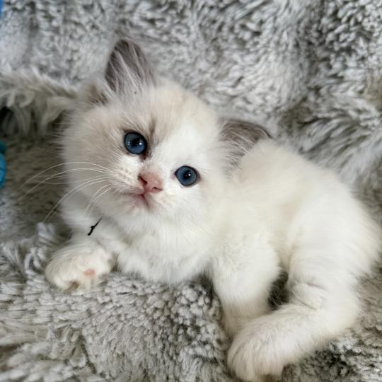 chaton Ragdoll blue point & blanc noir Les Ragdolls de la Croisette