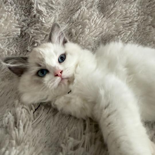 chaton Ragdoll blue point & blanc Biscotte noir Les Ragdolls de la Croisette