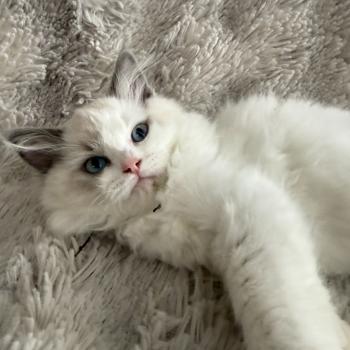 chaton Ragdoll blue point & blanc Biscotte noir Les Ragdolls de la Croisette