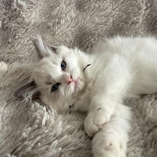 chaton Ragdoll blue point & blanc Biscotte noir Les Ragdolls de la Croisette