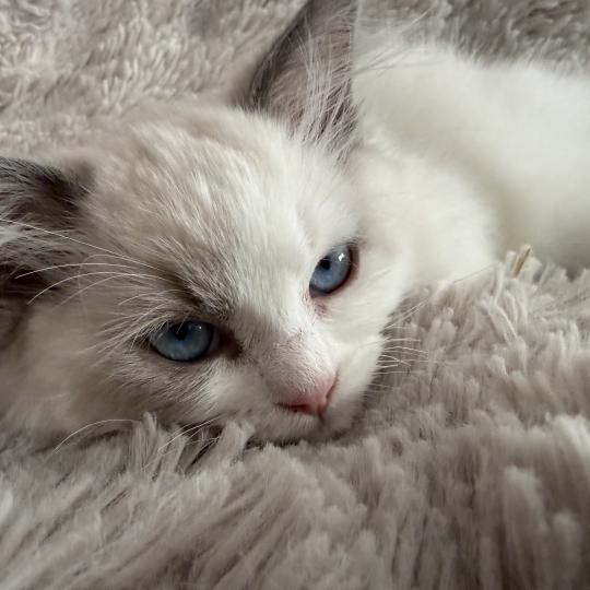chaton Ragdoll blue point & blanc Biscotte noir Les Ragdolls de la Croisette