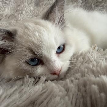 chaton Ragdoll blue point & blanc Biscotte noir Les Ragdolls de la Croisette