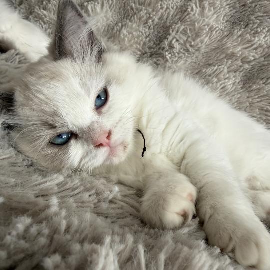 chaton Ragdoll blue point & blanc Biscotte noir Les Ragdolls de la Croisette