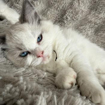 chaton Ragdoll blue point & blanc Biscotte noir Les Ragdolls de la Croisette