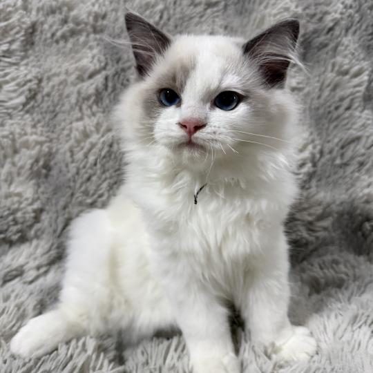 Biscotte De La Croisette Mâle Ragdoll