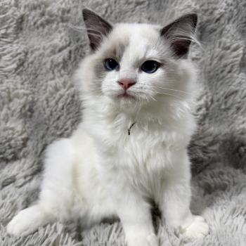 Biscotte De La Croisette Mâle Ragdoll