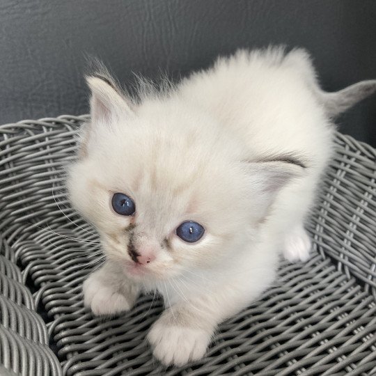 chaton Ragdoll Noir Les Ragdolls de la Croisette