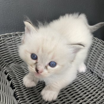chaton Ragdoll Noir Les Ragdolls de la Croisette chaton Ragdoll Noir Les Ragdolls de la Croisette