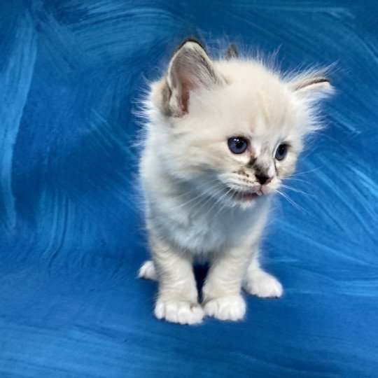 chaton Ragdoll seal tabby point mitted Noir Les Ragdolls de la Croisette