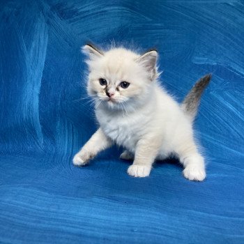 chaton Ragdoll seal tabby point mitted Noir Les Ragdolls de la Croisette