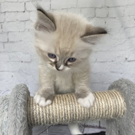 chaton Ragdoll seal tabby point mitted Noir Les Ragdolls de la Croisette