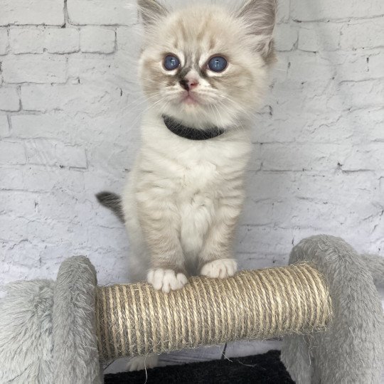 chaton Ragdoll seal tabby point mitted Noir Les Ragdolls de la Croisette