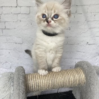 chaton Ragdoll seal tabby point mitted Noir Les Ragdolls de la Croisette chaton Ragdoll seal tabby point mitted Noir Les Ragdolls de la Croisette