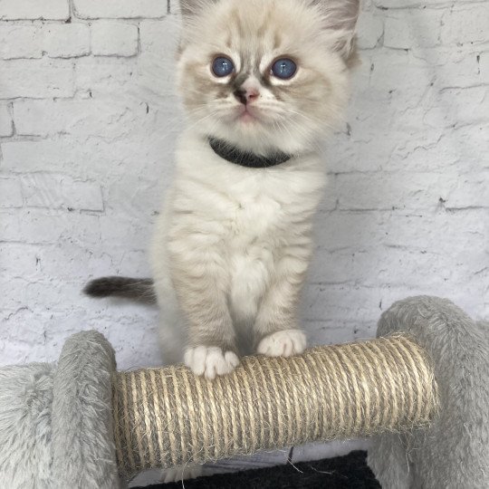 chaton Ragdoll seal tabby point mitted Noir Les Ragdolls de la Croisette