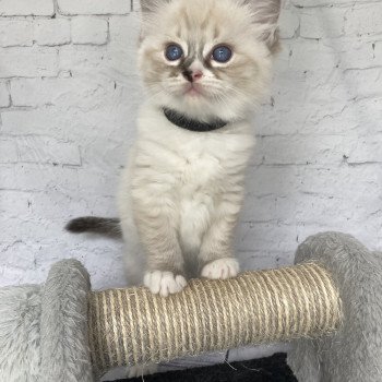 chaton Ragdoll seal tabby point mitted Noir Les Ragdolls de la Croisette