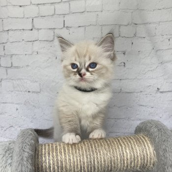 chaton Ragdoll seal tabby point mitted Noir Les Ragdolls de la Croisette