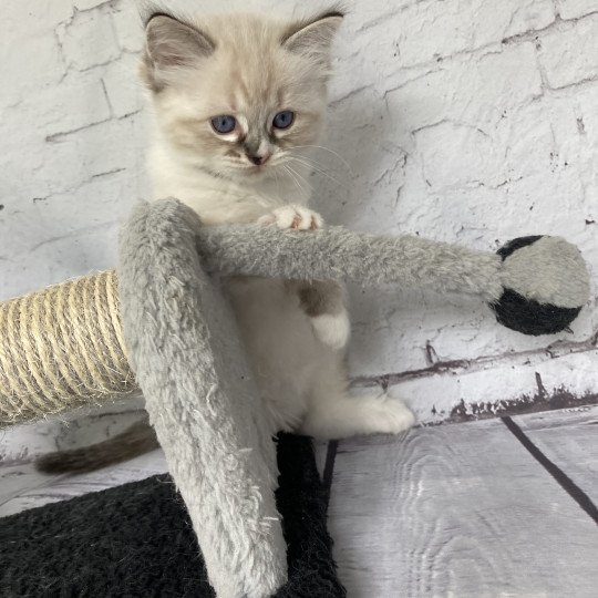 chaton Ragdoll seal tabby point mitted Noir Les Ragdolls de la Croisette