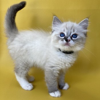 chaton Ragdoll seal tabby point mitted Saphyr Les Ragdolls de la Croisette