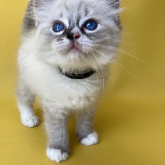 chaton Ragdoll seal tabby point mitted Saphyr Les Ragdolls de la Croisette