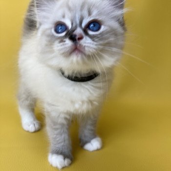 chaton Ragdoll seal tabby point mitted Saphyr Les Ragdolls de la Croisette