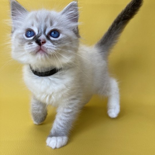 chaton Ragdoll seal tabby point mitted Saphyr Les Ragdolls de la Croisette