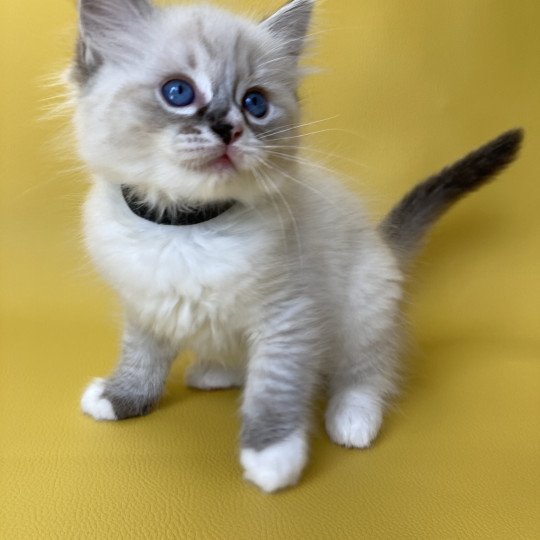 chaton Ragdoll seal tabby point mitted Saphyr Les Ragdolls de la Croisette