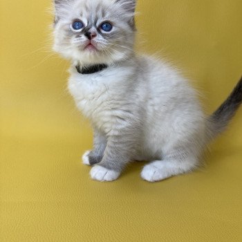 chaton Ragdoll seal tabby point mitted Saphyr Les Ragdolls de la Croisette