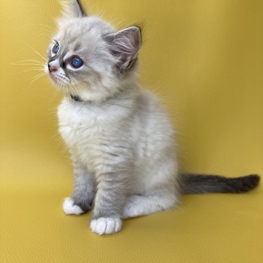 chaton Ragdoll seal tabby point mitted Saphyr Les Ragdolls de la Croisette