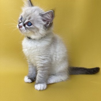 chaton Ragdoll seal tabby point mitted Saphyr Les Ragdolls de la Croisette